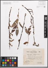 Foto von Salix caprea L. x Salix purpurea L.